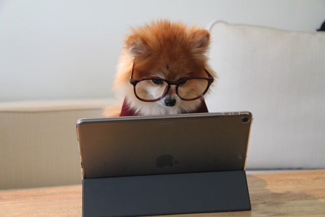 ein niedlicher Hund der in ein iPad sieht